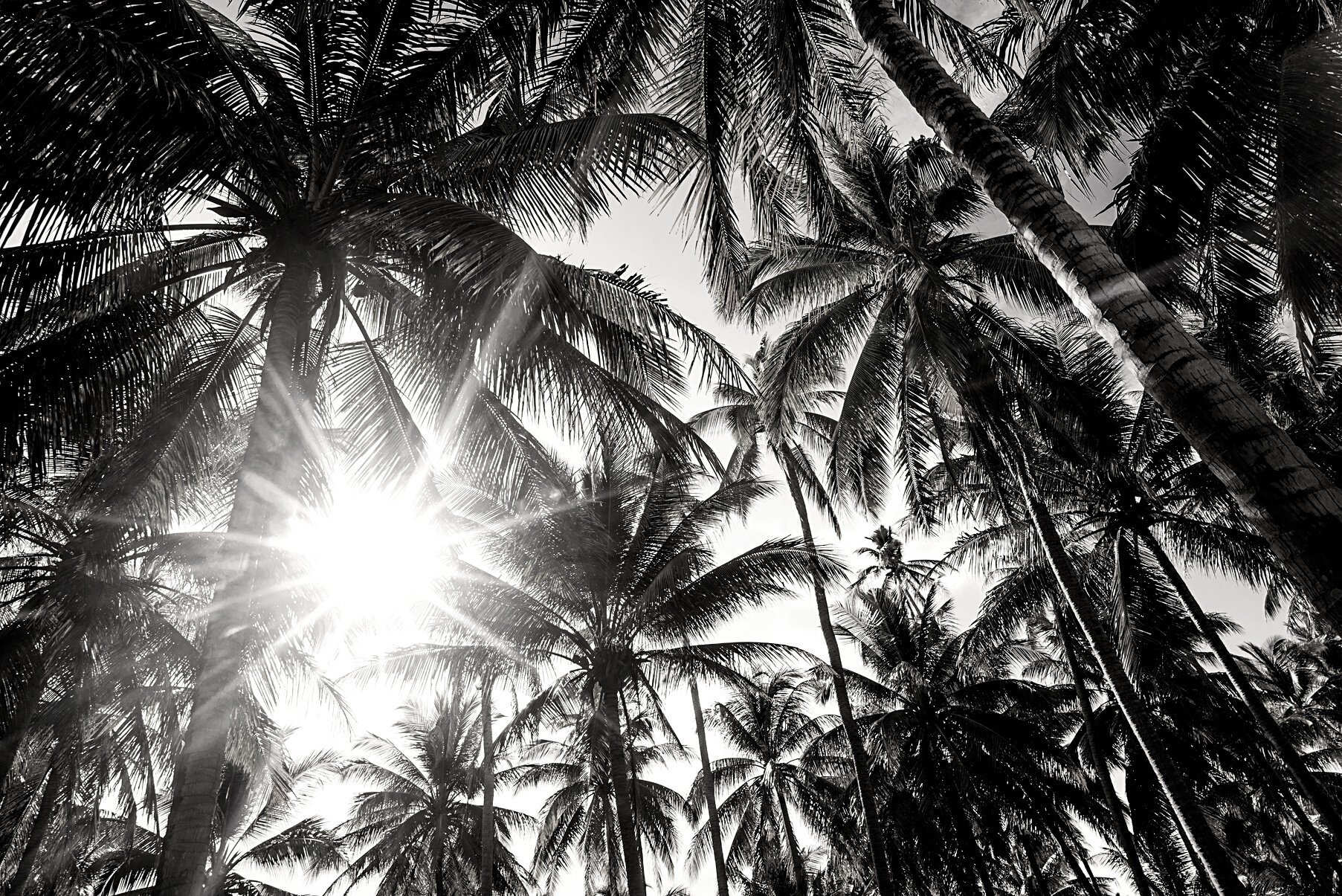 Photo of Tall Green Palm Trees During Daytime